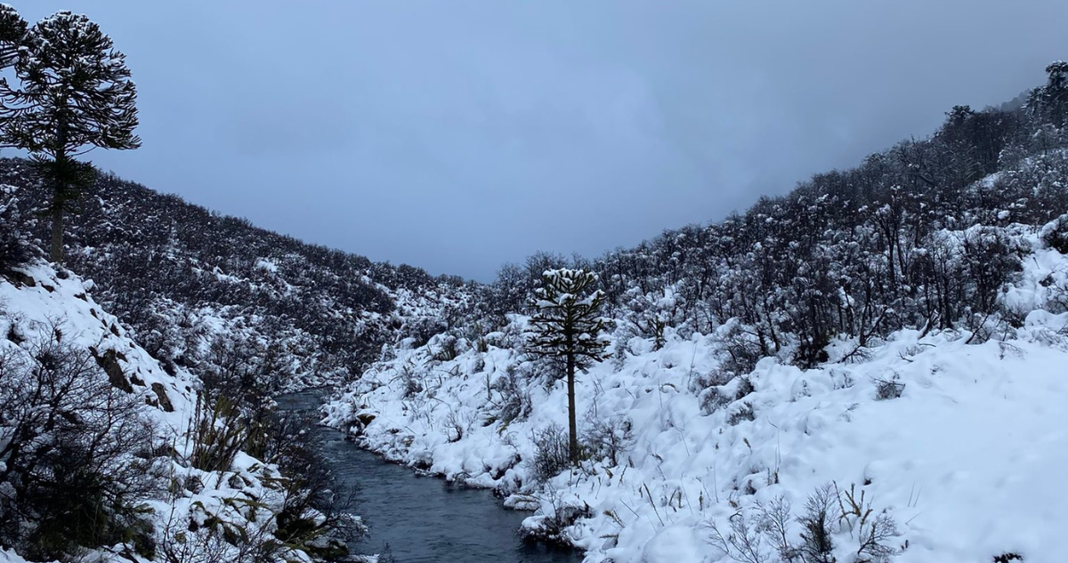 Lonquimay nevado