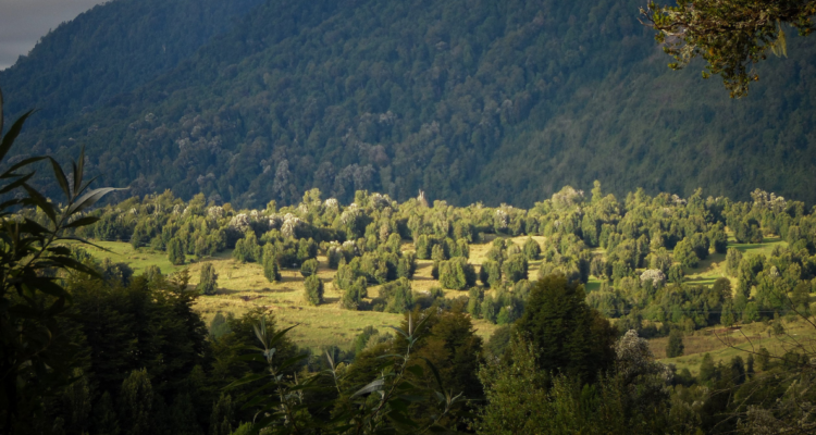 edificios Parque Nacional Puyehue