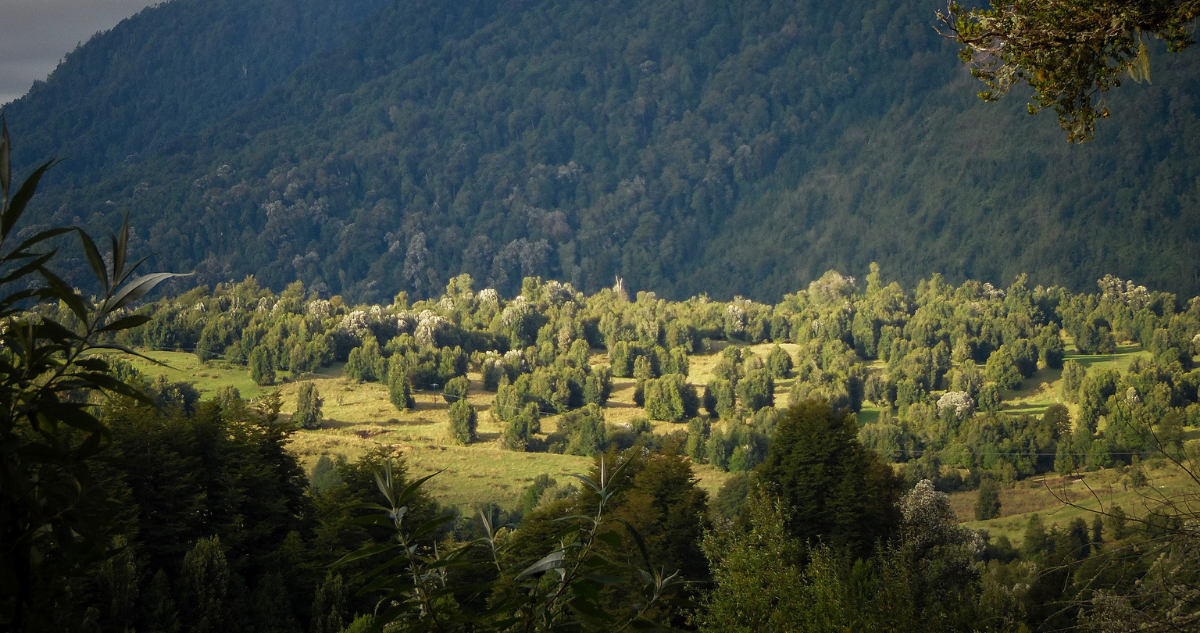 edificios Parque Nacional Puyehue