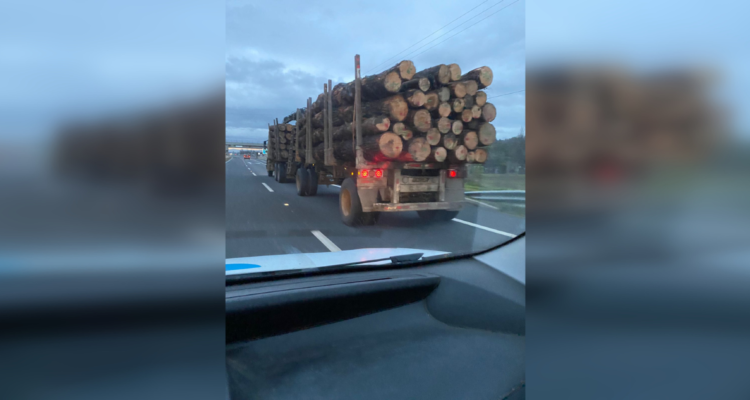Camiones con carga de madera y sin patente en peaje Huinanco.