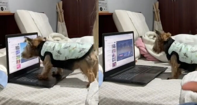 Perrita viral en TikTok