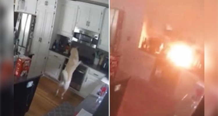Perrrito incendió casa de sus dueños