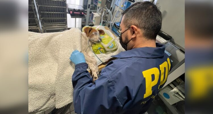 Entierra cuchillo en cabeza de perro