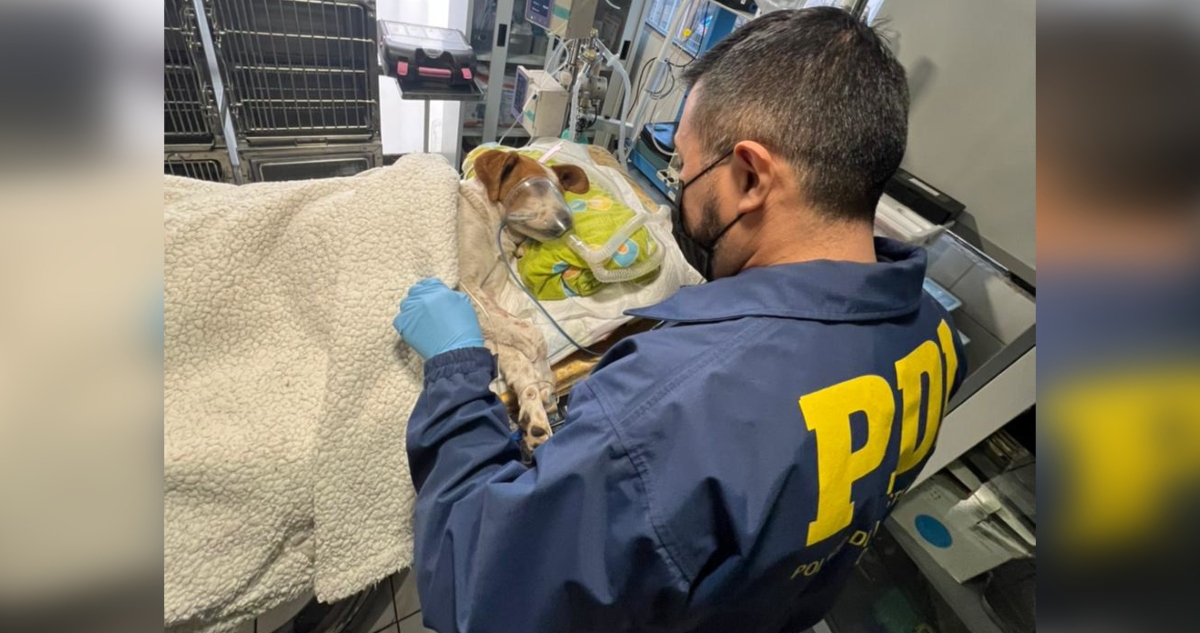 Entierra cuchillo en cabeza de perro