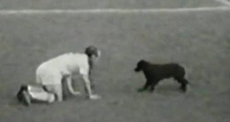 Chile 1962: el intruso quiltro que le dio suerte a Brasil y Jimmy Greaves.