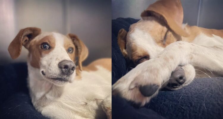 Perro se recupera tras agresión