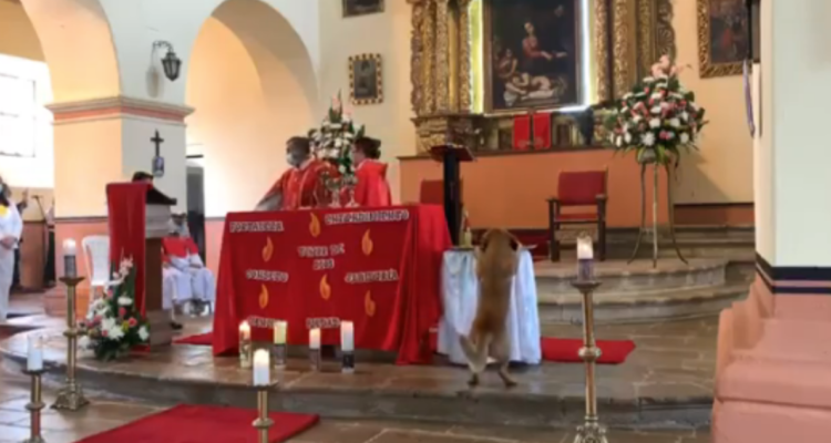 Perro robando pan en plena misa