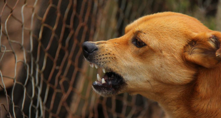 Suprema ordena al Fisco y municipio de Villarrica pagar indemnización de $23 millones a mujer por perro callejero que mordió a su hija.