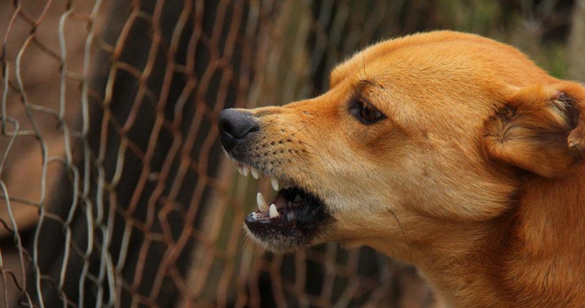 Suprema ordena al Fisco y municipio de Villarrica pagar indemnización de $23 millones a mujer por perro callejero que mordió a su hija.