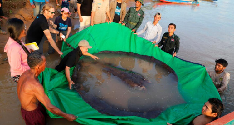 Así es el pez de agua dulce más grande jamás registrado