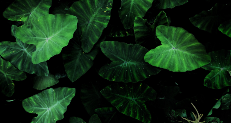 planificación del hidrógeno verde