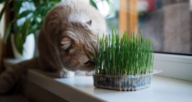 catnip