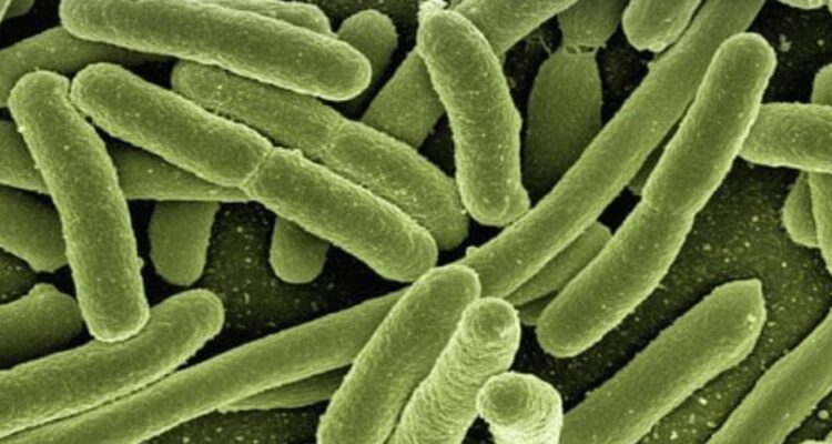 la-bacteria-más-grande-del-mundo
