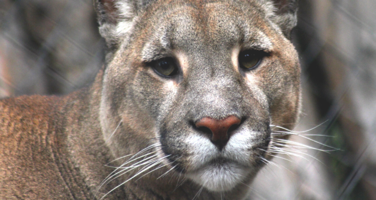 Puma que se escapó: parque no contaba con permisos e interponen querella por maltrato animal