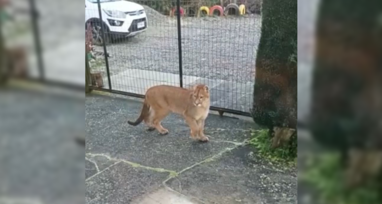 Puma sin aparecer en Puerto Montt