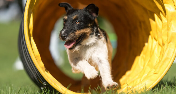 Perro en competencia canina