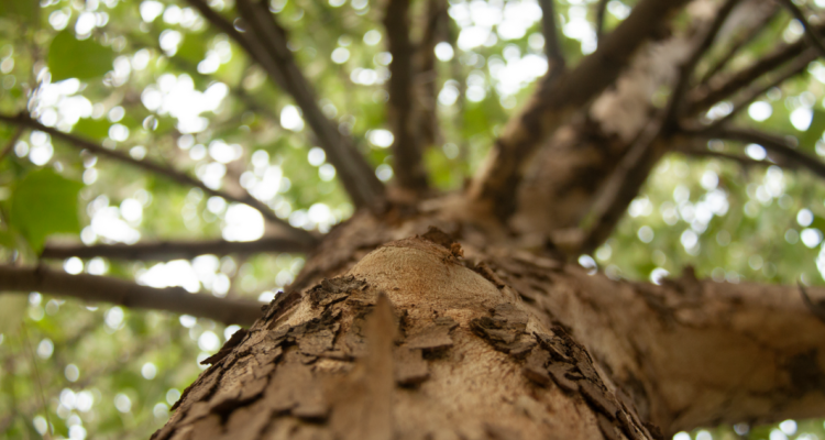 reforestación de árboles nativos