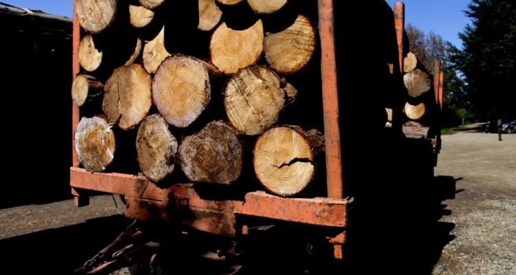 Gobierno robo de madera