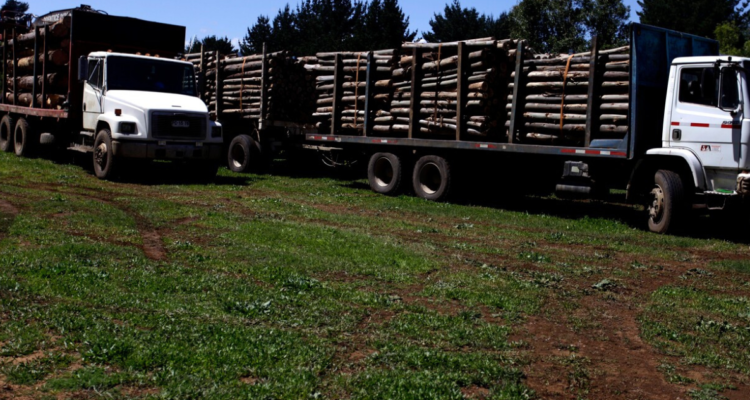 Reportan 25 mil camiones con madera robada en macrozona sur