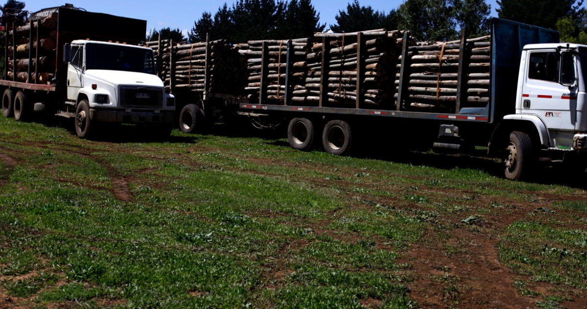 Reportan 25 mil camiones con madera robada en macrozona sur
