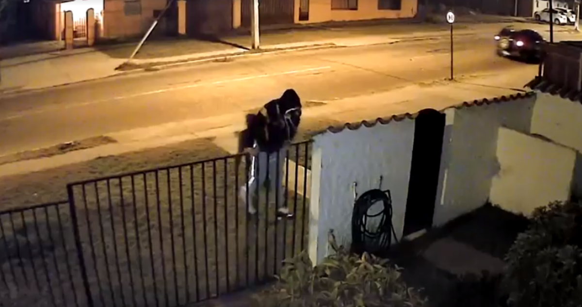 Hombre repelió a balazos intento de robo a su vivienda en Coquimbo