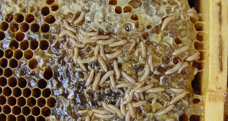 Pequeño escarabajo de la colmena