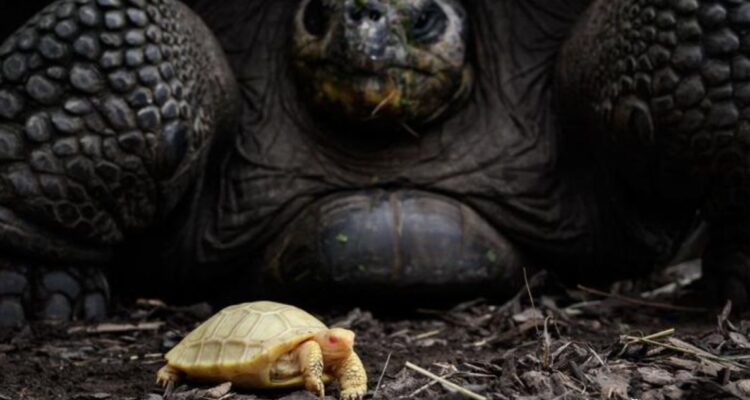 Tortuga de Galápagos gigante albina en zoológico de Suiza