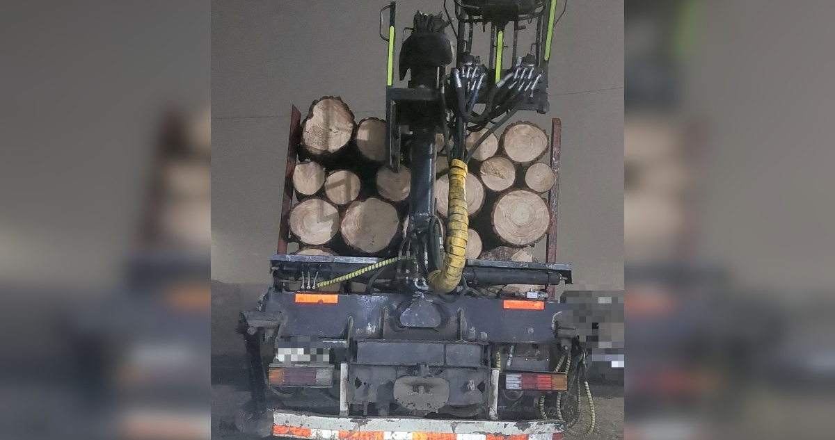 Robo de madera en predio forestal
