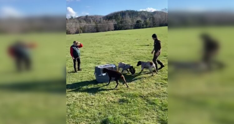 Habla mujer que denunció a hombres que entregaron zorro a perros