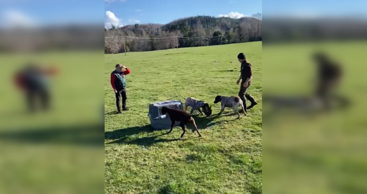 Habla mujer que denunció a hombres que entregaron zorro a perros