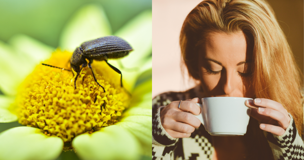 adn-insectos-en-te