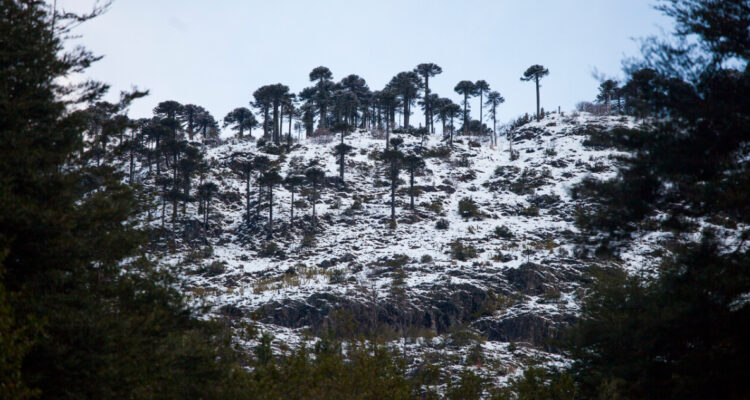 Casi 4 mil personas permanecen aisladas en Alto Bío Bío debido a intensas nevazones