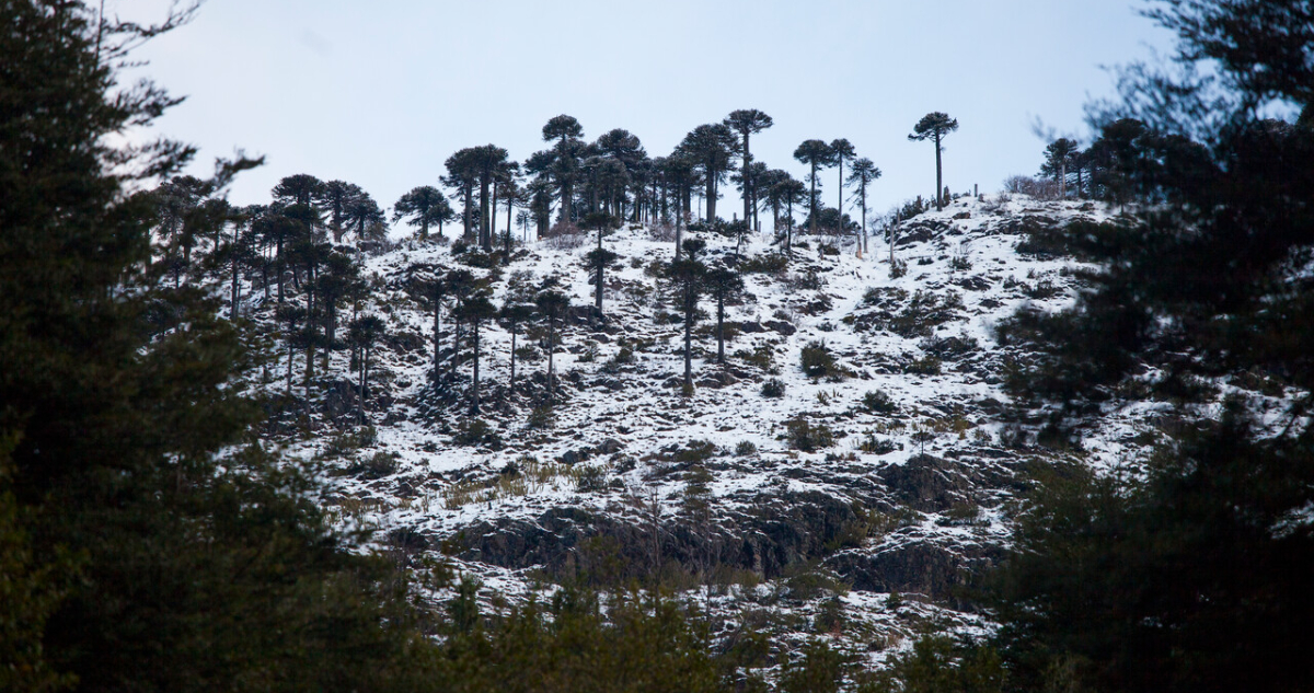 Casi 4 mil personas permanecen aisladas en Alto Bío Bío debido a intensas nevazones