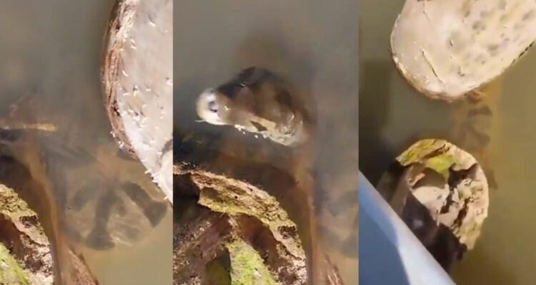 Anaconda gigante ataca a guía turístico en Brasil