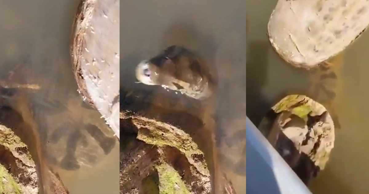 Anaconda gigante ataca a guía turístico en Brasil