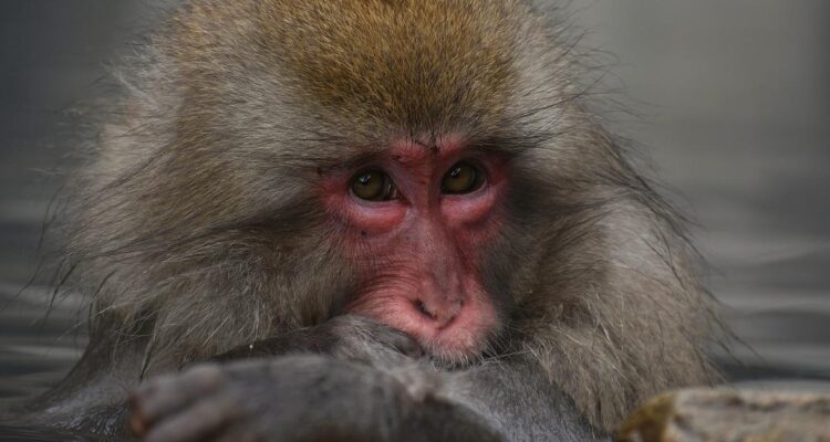 Foto contexto mono de Japón