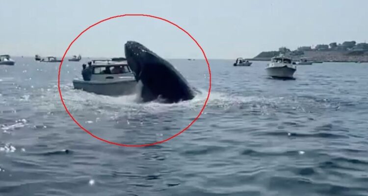 Ballena jorobada salta sobre barco