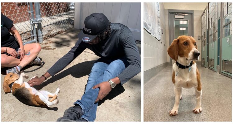 Perritos beagle rescatados desde las instalaciones de Envigo.