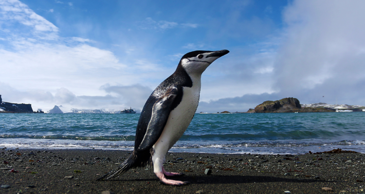 Bienes Nacionales realizará catastro para proteger Islote Conejos y traspasarlo a municipio Queilen