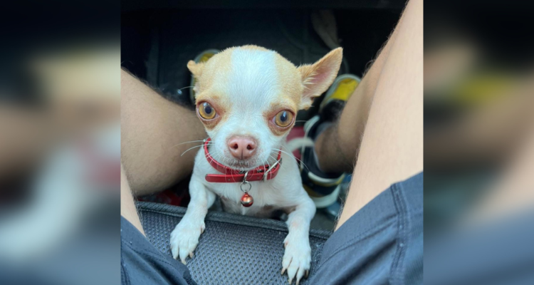 Joven pide ayuda para recuperar a su perro Bruno en Tomé: delincuentes se lo llevaron durante robo.