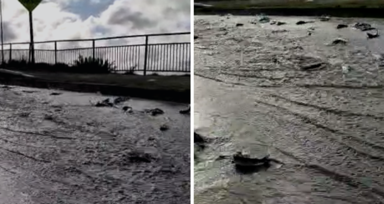 Un “río de salmones”: vuelca camión con peces y causa estragos en calles de Puerto Montt