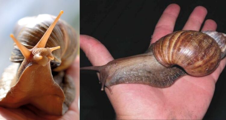 Caracoles terrestres africanos gigantes