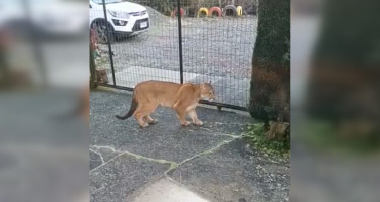 Cierran parque de donde escapó puma