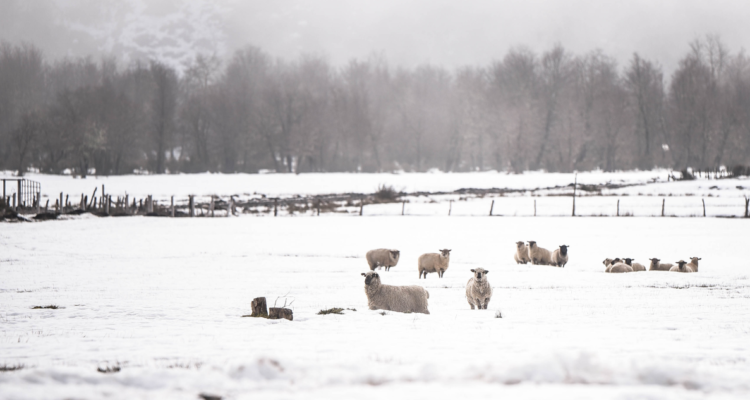 Cochamó: plan de apoyo por nevazones entregará 15 toneladas de alimento para animales y habitantes