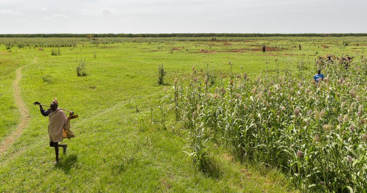 Un continente con tierras fértiles pero que pasa hambre África y la importación de grano