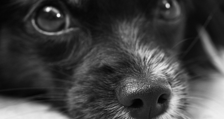 Descubren criadero clandestino de mascotas en Valdivia: animales no tenían vacunas ni identificación.