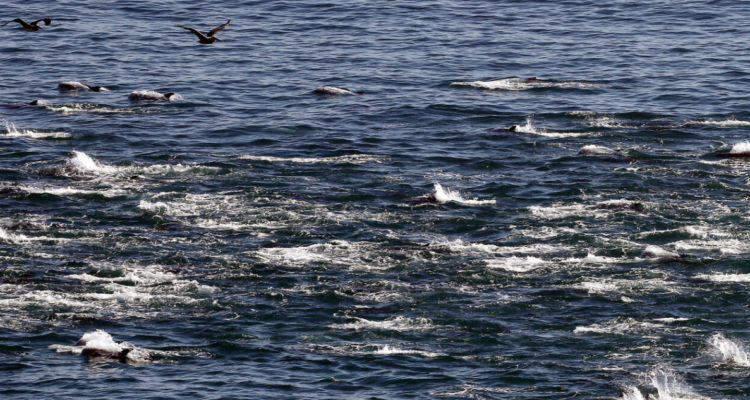 Manada de delfines en bahía de Valparaíso