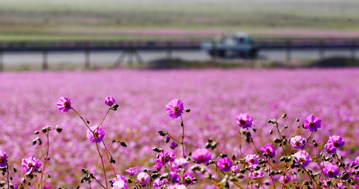 Desierto Florido