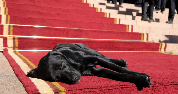 Día mundial del perro: por qué este 21 de julio se celebra al mejor amigo de todos