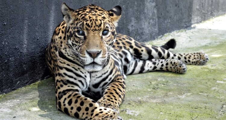 Doce felinos que eran maltratados en “reserva” de Ciudad de México inician su rehabilitación